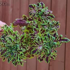 Foto inzerátu Coleus - Africká okrasná kopřiva