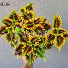 Foto inzerátu Coleus - Africká okrasná kopřiva