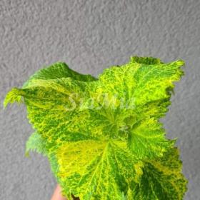 Foto inzerátu Coleus - Africká okrasná kopřiva