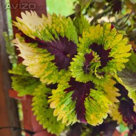 Foto inzerátu Coleus - Africká okrasná kopřiva