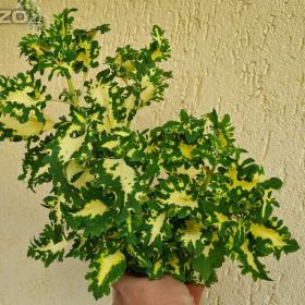 Foto inzerátu Coleus - Africká okrasná kopřiva