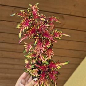Foto inzerátu Coleus - Africká okrasná kopřiva