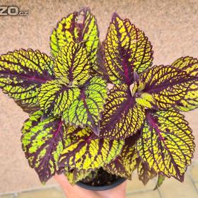 Foto inzerátu Coleus - Africká okrasná kopřiva