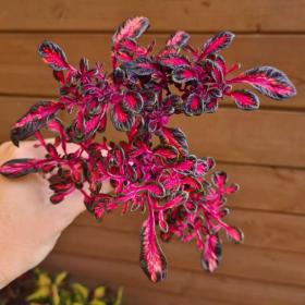 Foto inzerátu Coleus - Africká okrasná kopřiva