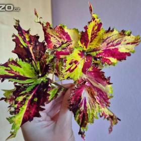 Foto inzerátu Coleus - Africká okrasná kopřiva