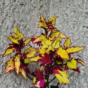 Foto inzerátu Coleus - Africká okrasná kopřiva