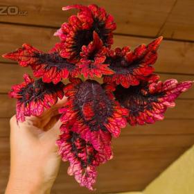 Foto inzerátu Coleus - Africká okrasná kopřiva