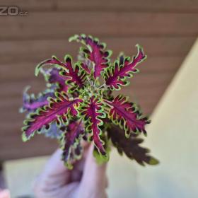 Foto inzerátu Coleus - Africká okrasná kopřiva