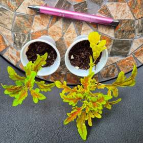 Coleus -  Africká okrasná kopřiva / 19499458