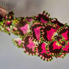 Fotka k inzerátu Coleus -  Africká okrasná kopřiva / 19618836