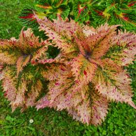 Coleus -  Africká okrasná kopřiva / 19499458
