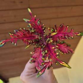 Foto inzerátu Coleus - Africká okrasná kopřiva