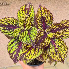 Fotka k inzerátu Coleus -  Africká okrasná kopřiva / 19454800