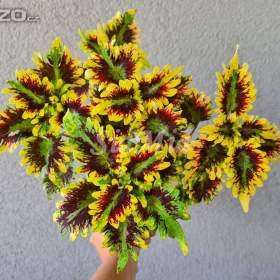 Fotka k inzerátu Coleus -  Africká okrasná kopřiva / 18934340