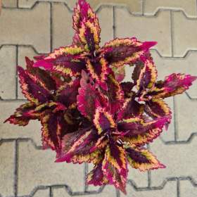 Foto inzerátu Coleus - Africká okrasná kopřiva