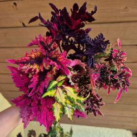 Foto inzerátu Coleus - Africká okrasná kopřiva