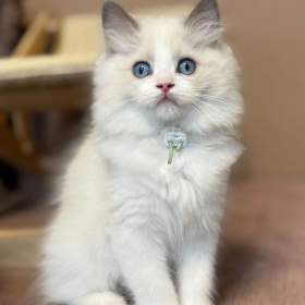RAGDOLL KOŤATA S PP NA PRODEJ / 19499851