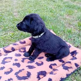 štěňátka Flat Coated Retriever / 19500163