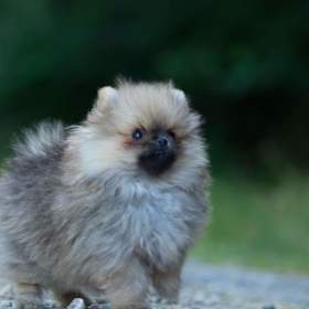 Pomeranian  / 19500237
