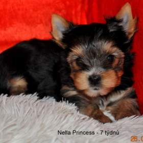 Jorkšírský terrier / 19500255