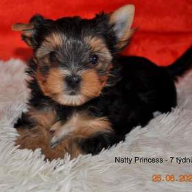 Jorkšírský terrier / 19500256
