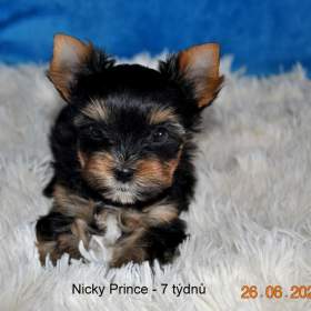 Jorkšírský terrier / 19500259