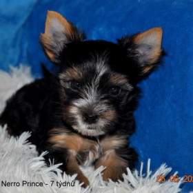 Jorkšírský terrier / 19500262