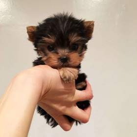 Urocze szczeniaki Yorkshire terrier na sprzedaż, miniaturowe / 19500264
