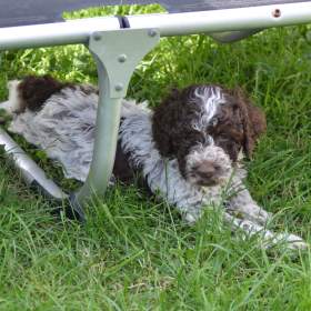 LAGOTTO ROMAGNOLO S PP/ITALSKÝ VODNÍ PES / 19500369