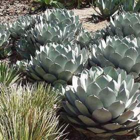 Sazenice Agave Parryi var. Parryi / 19502663