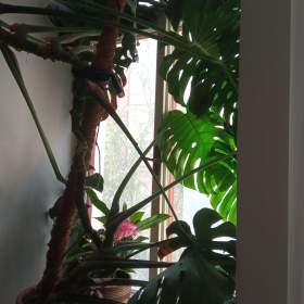 Prodej Monstery Variegata / 19502872