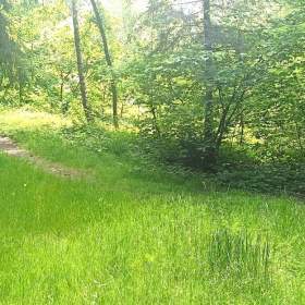 Prodej lesa buď celý, nebo na části -  od 5.000m2. / 19503680