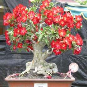 sazenice Adenium Obesum / 19503866