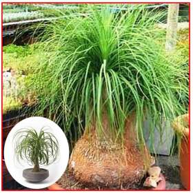 Sazenice Beaucarnea guatemalensis -  sloní noha nolina / 19503871