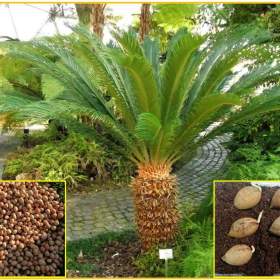 sazenice Cycas revoluta / 19503873