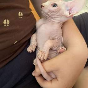 SPHYNX koťátka bez PP / 19505253