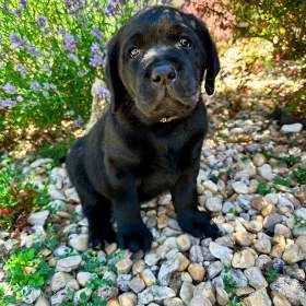 Labradorský Retriever s PP / 19505360