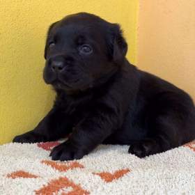 Labrador retriever / 19505400