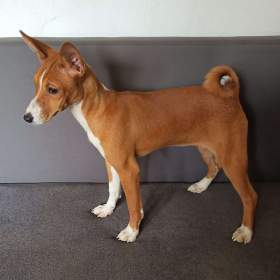 Basenji -  prodám štěňata bez pp / 19505415
