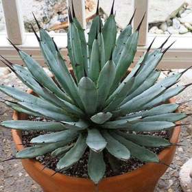 Sazenice Agave macroacantha / 19506537
