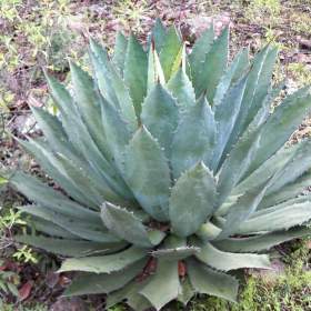 Sazenice Agave maximiliana / 19506538