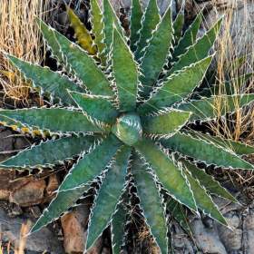 Sazenice Agave xylonacantha Blue / 19506546
