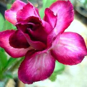 Adenium obesum double violet -  semena / 19506576