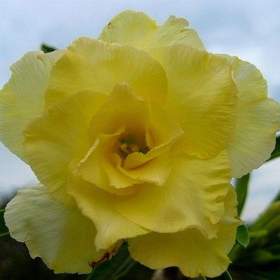 Adenium obesum happy -  semena / 19506577