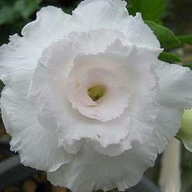 Adenium obesum kawhema -  semena / 19506580