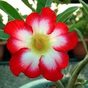 Adenium obesum moonlight fairy -  semena / 19506584