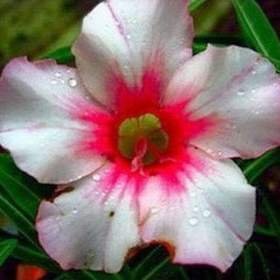 Adenium obesum morning glory -  semena / 19506586