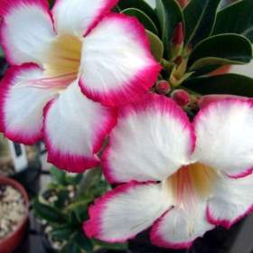 Adenium obesum noble concubine -  semena / 19506589