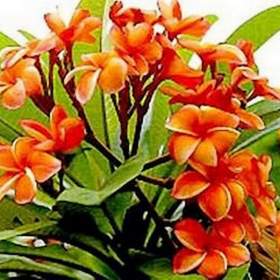 Plumeria Frangipani Coral Orange -  semena / 19506606