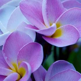 Plumeria Frangipani I Will Survive -  semena / 19506610